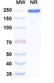 Fezakinumab Human Monoclonal Antibody