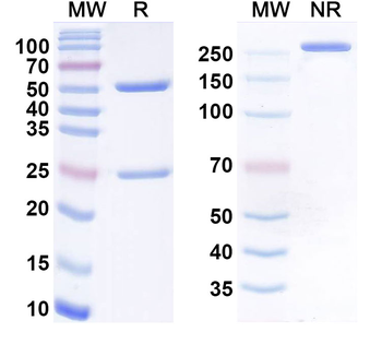 Avizakimab Human Monoclonal Antibody