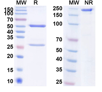 Fletikumab Human Monoclonal Antibody