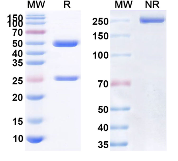 Anrukinzumab Human Monoclonal Antibody
