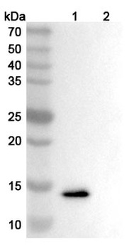 Anrukinzumab Human Monoclonal Antibody