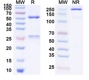 Enokizumab Human Monoclonal Antibody