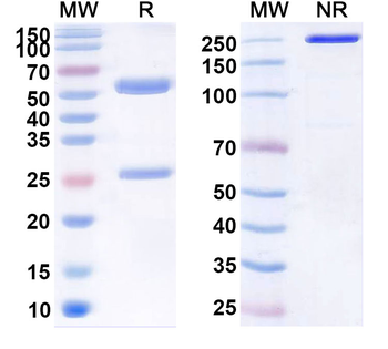 Elsilimomab Mouse Monoclonal Antibody