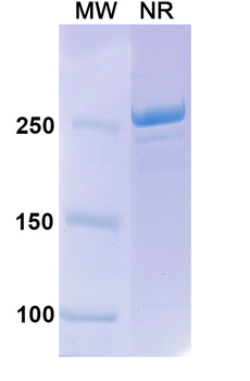 Lutikizumab Human Monoclonal Antibody