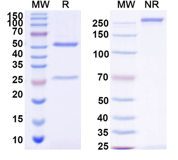 Siltuximab Neutralizing Antibody