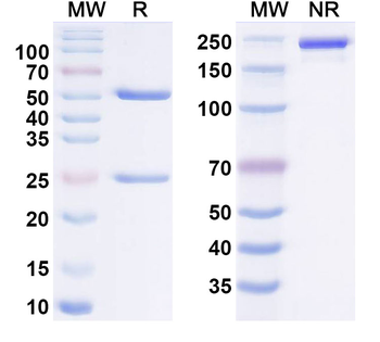 Influenza A Virus H7 subtype Hemagglutinin/HA Antibody