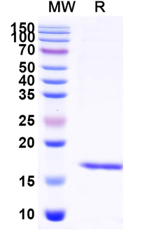 Human IL23R Nanobody Antibody