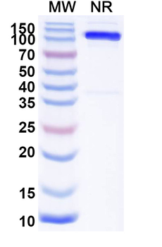 Mouse Mu-type opioid receptor/OPRM1/μOR Nanobody Antibody