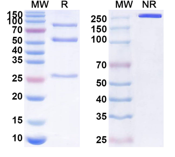 RABV G/Glycoprotein Antibody