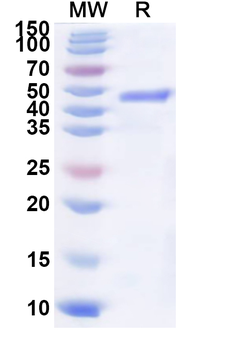 Recombinant BRSV Fusion Glycoprotein, N-His