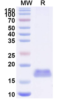 short-chain α-neurotoxin Nanobody Antibody