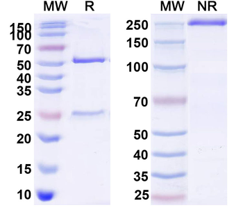 Research Grade FLT3 ligand Antibody