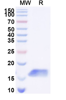 Gal-1/LGALS1 Nanobody Antibody