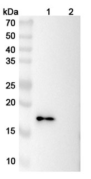 Mouse CD137/4-1BB/TNFRSF9 Antibody