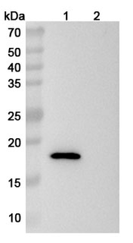 Mouse CD137/4-1BB/TNFRSF9 Antibody