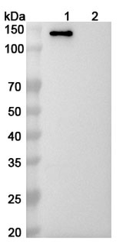 Human MDA5/IFIH1 Antibody
