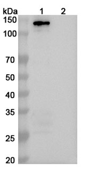 Human MDA5/IFIH1 Antibody