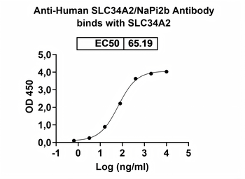 Human SLC34A2/NaPi2b Antibody
