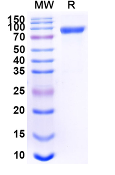 Recombinant Human CD46 Protein, C-Fc