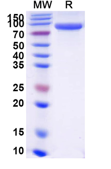 Recombinant Human CD55 Protein, C-Fc