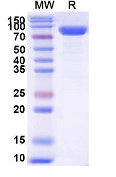 Recombinant Human CD66f/PSG1 Protein, C-Fc