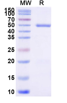 Recombinant Human CD66d/CEACAM3 Protein, C-Fc