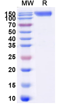 Recombinant Human CD115/CSF1R Protein, C-Fc