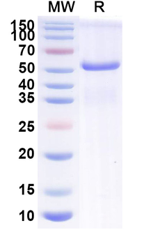 Recombinant Mouse EFNA5 Protein, C-Fc