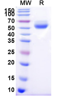 Recombinant Human CD95/FAS Protein, C-Fc