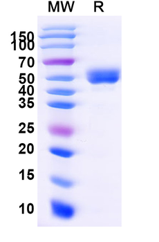 Recombinant Human CD337/NCR3 Protein, C-Fc