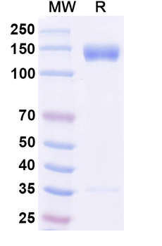 Recombinant Human CD100/SEMA4D Protein, C-Fc