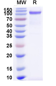 Recombinant Mouse CD100/SEMA4D Protein, C-His
