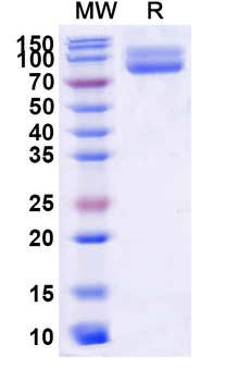 Recombinant Human CD172g/SIRPG Protein, C-Fc