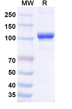 Recombinant Mouse TF/Serotransferrin Protein, C-Fc