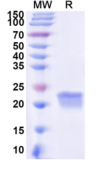 Recombinant Human GM2A Protein, N-His