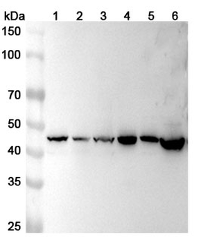 ACTR1B Polyclonal Antibody