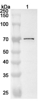 Human TKTL1 Polyclonal Antibody