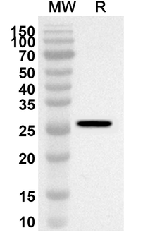 PSEN2 Polyclonal Antibody
