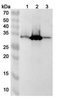 ARL4D Polyclonal Antibody