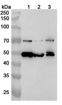 PTPN5 Polyclonal Antibody