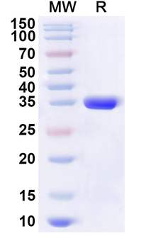 Human BEX3 Recombinant Protein (N-His-KSI)