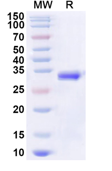 Recombinant Human EIF4EBP2 Protein, N-His-KSI