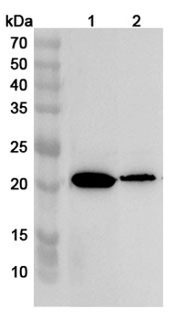 Human CD300E Polyclonal Antibody