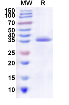 Recombinant Human PCDH1 Protein, N-His