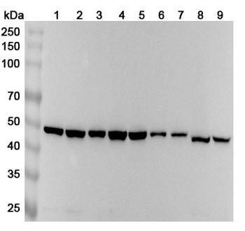 HNRNPF Polyclonal Antibody