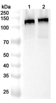 DLG1 Polyclonal Antibody