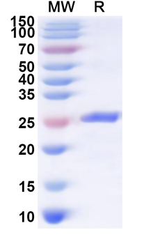 Recombinant Human SLAMF6 Protein, N-His