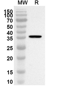 Human IFITM1 Polyclonal Antibody