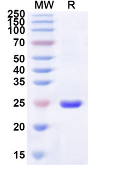 Recombinant Human RHO Protein, N-His-KSI