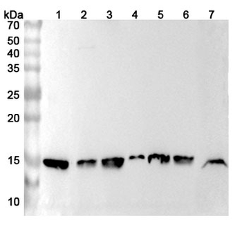 RPL30 Polyclonal Antibody